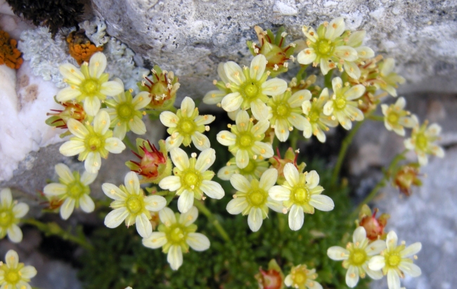 Saxifraga exarata subsp. ampullacea /  Sassifraga del Gran Sasso